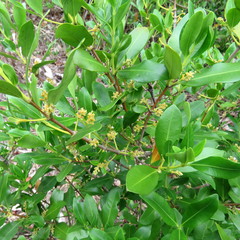 Alyxia spicata