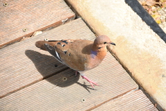 Zenaida aurita