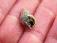 Nassarius perpinguis