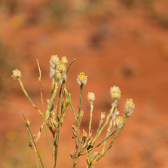 Pimelea trichostachya