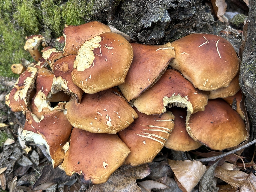 Hypholoma lateritium · December 2025 · photo: © martin_livezey (iNaturalist, cc-by)