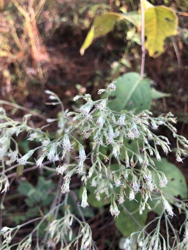 white boneset (Eupatorium album)