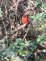 Cardinalis cardinalis cardinalis