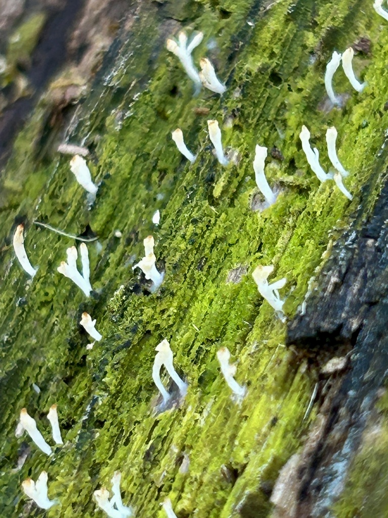 Multiclavula mucida