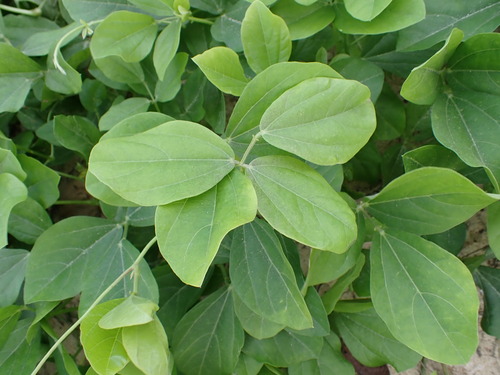 Vigna marina observed 2025-12-25