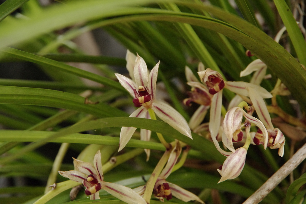 Himantophyllum