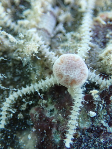 Amphipholis squamata observed 2025-12-25