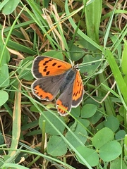 Lycaena phlaeas hypophlaeas