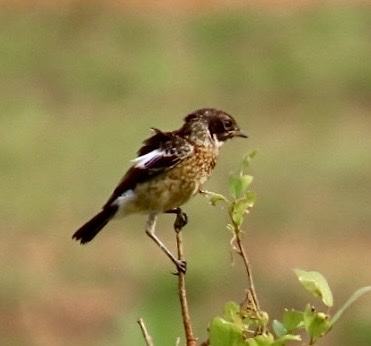 African Stonechat