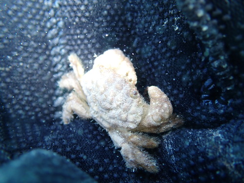 Pilodius areolatus observed 2025-12-25