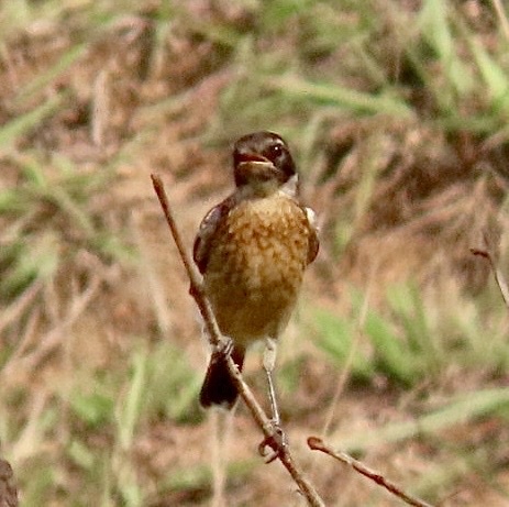 African Stonechat