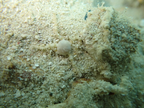Ophiopeza spinosa observed 2025-12-25