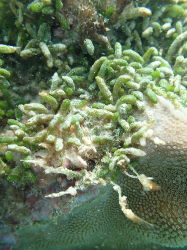 Caulerpa webbiana observed 2025-12-25