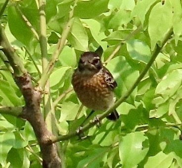 African Stonechat