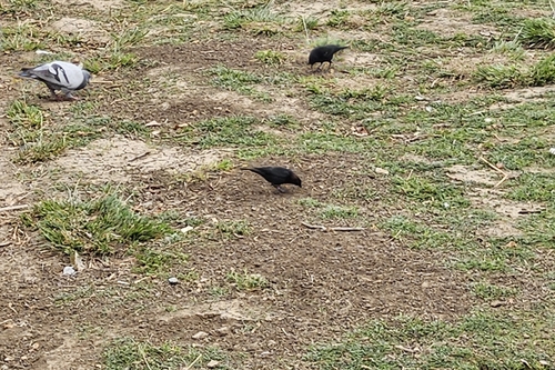 Dwarf Cowbird
