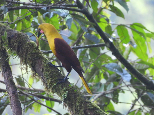 Olive Oropendola (Psarocolius bifasciatus), photo 8