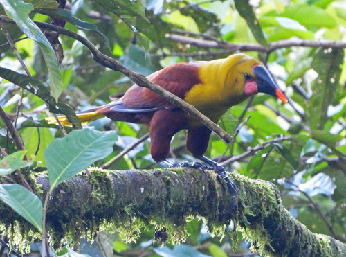 Olive Oropendola (Psarocolius bifasciatus), photo 9