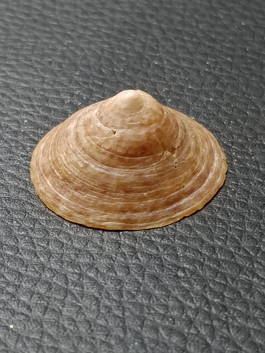Calyptraea conica observed 2025-12-20