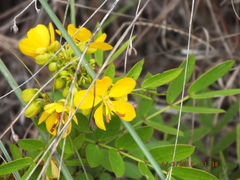 Senna chapmanii