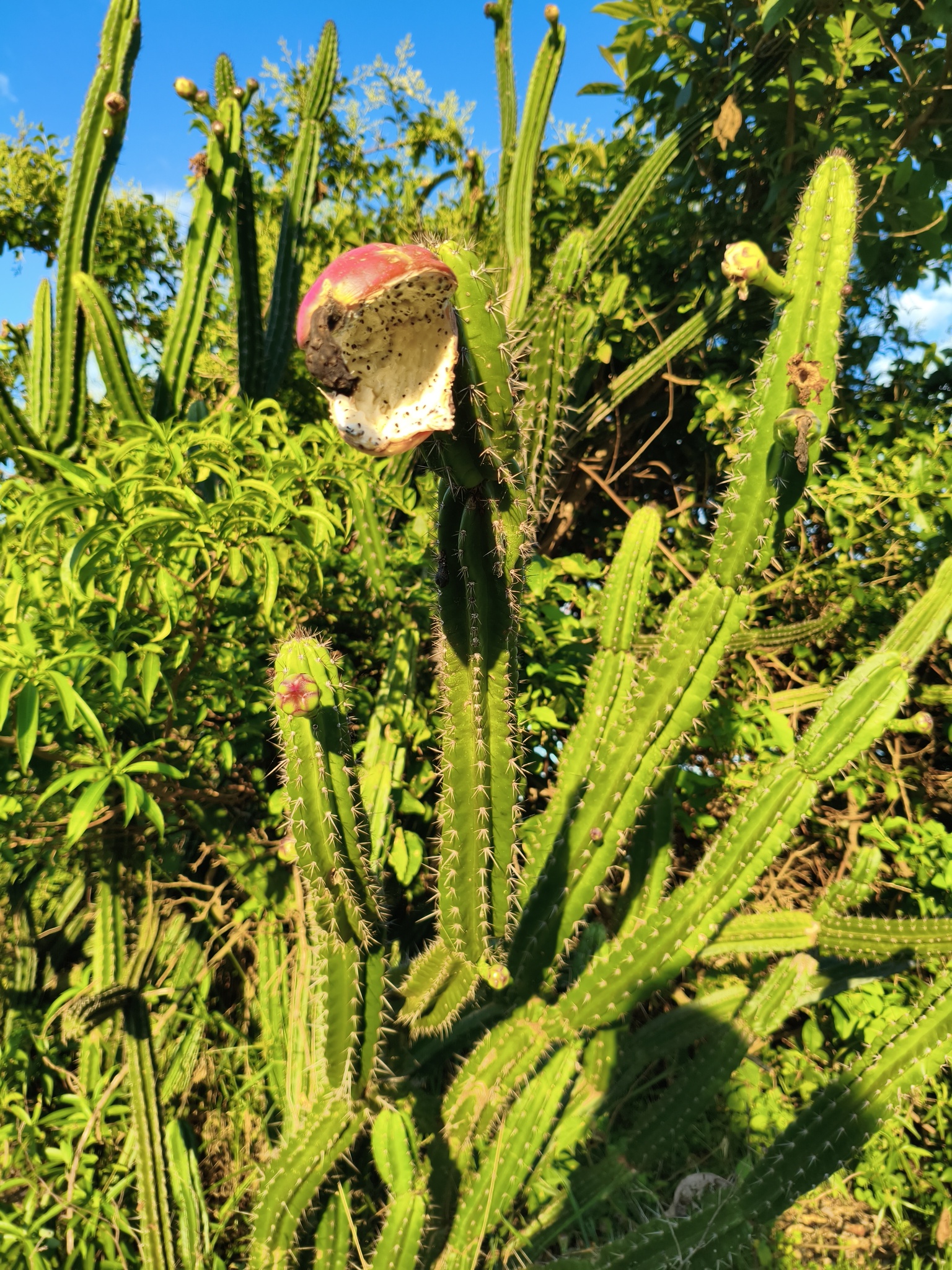 Cereus bicolor