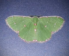 Argyrocosma inductaria