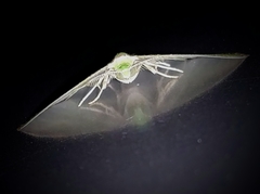 Argyrocosma inductaria