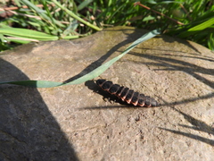 Lampyris iberica