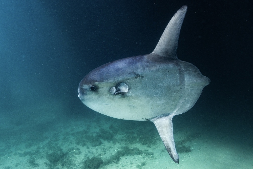Sharpfin sunfish (Masturus lanceolatus) — Molidae