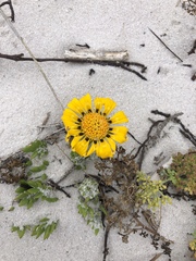 Gazania maritima