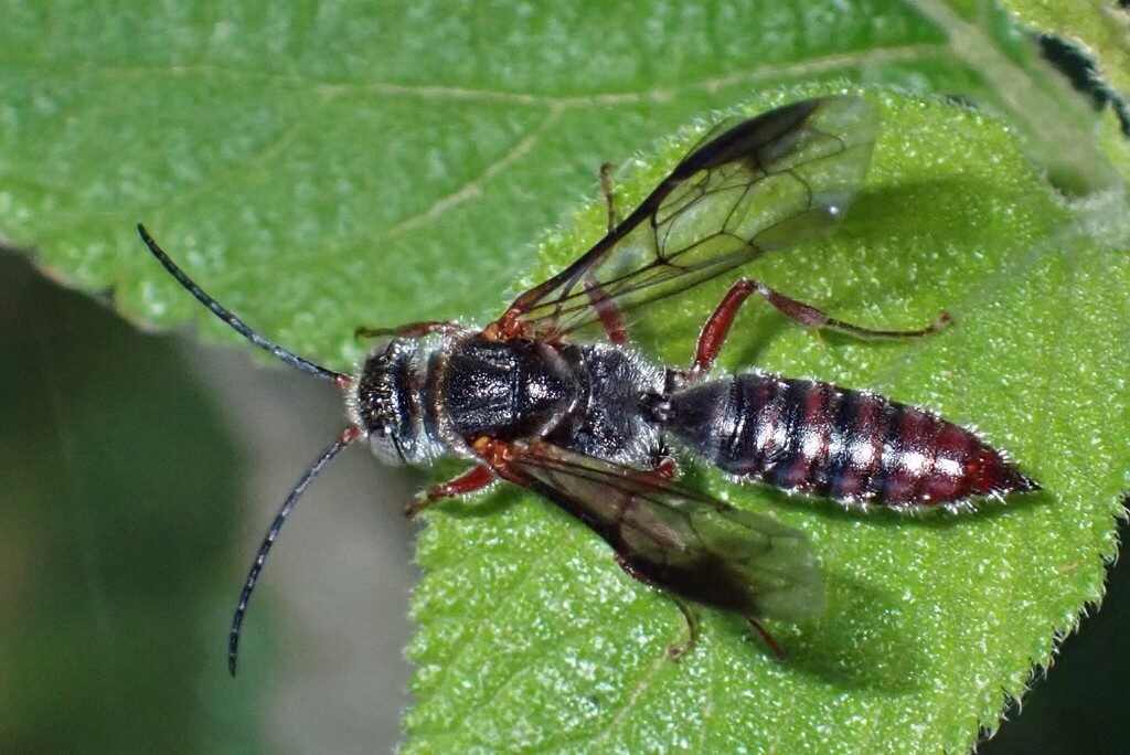 Lestricothynnus ultimus
