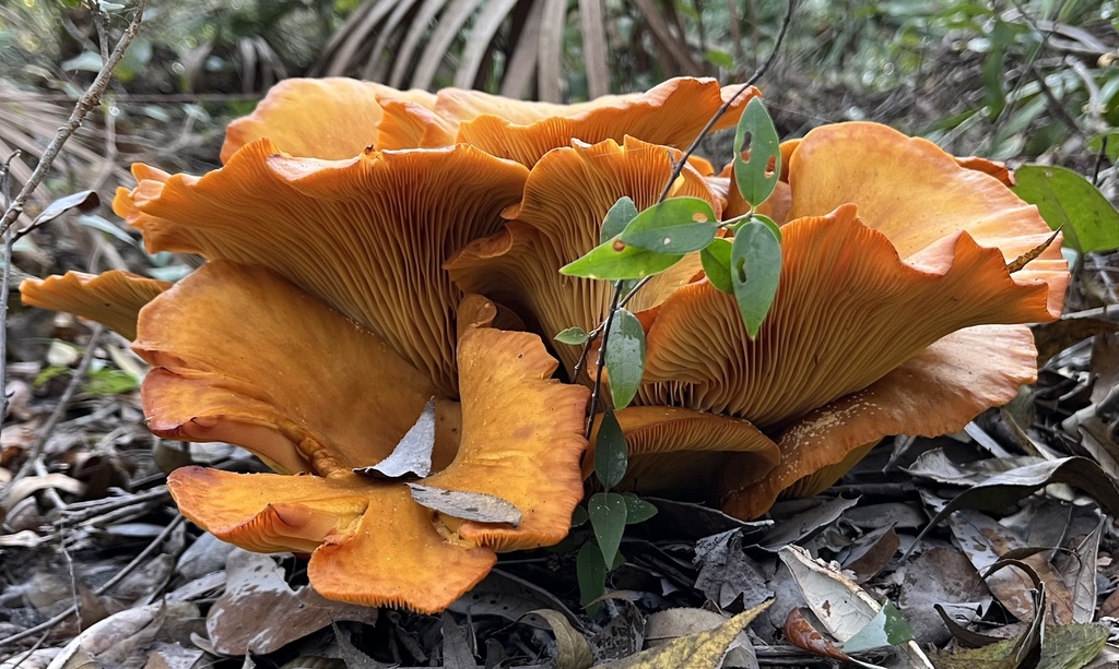 Omphalotus subilludens