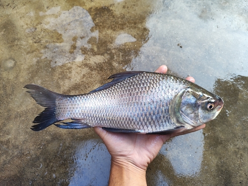 Catla (Gibelion catla) — Cyprinidae
