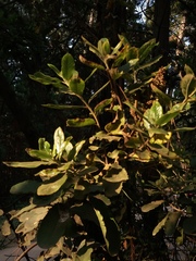 Escallonia pulverulenta