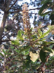 Escallonia pulverulenta