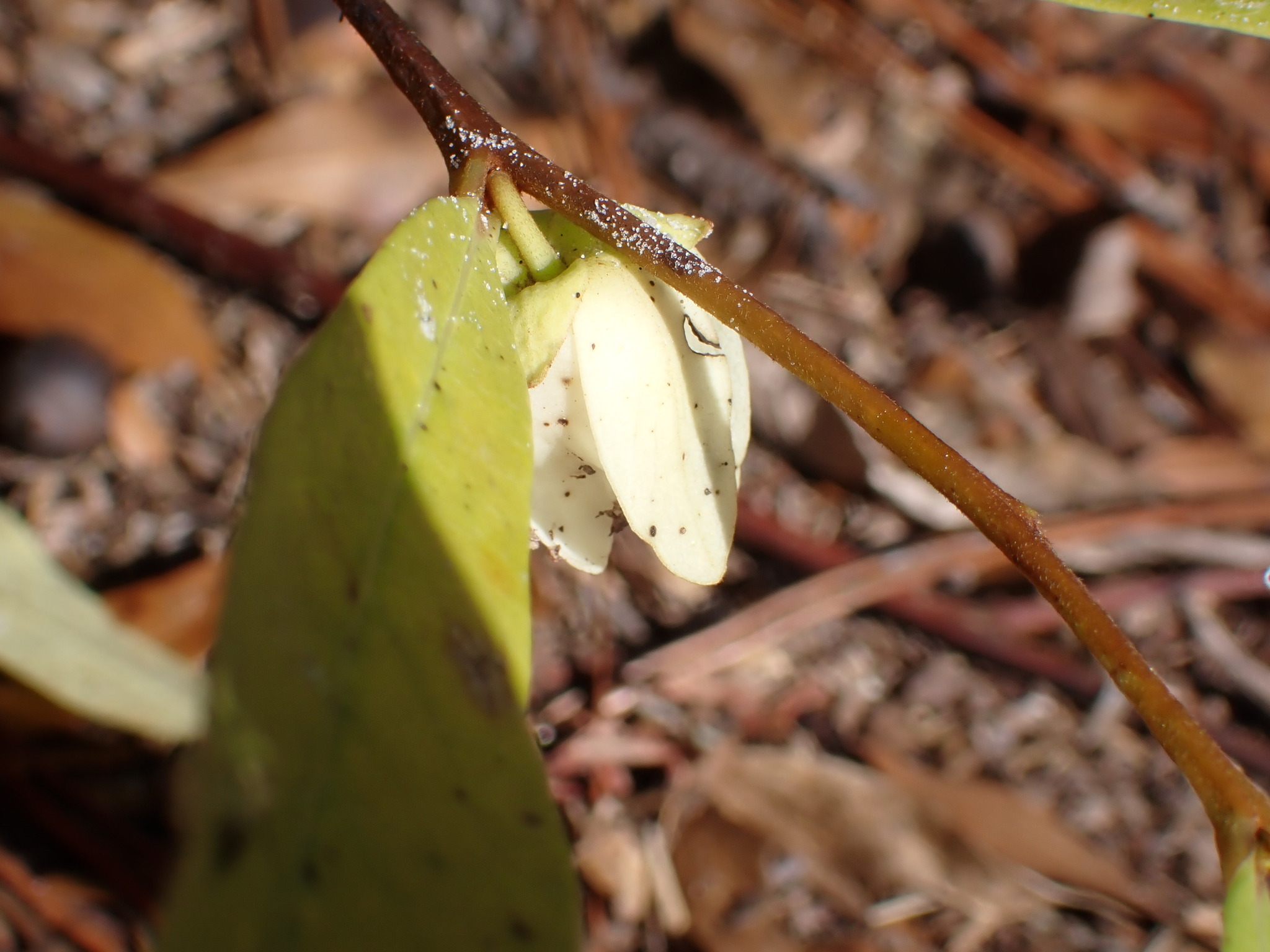 Slimleaf Pawpaw (Asimina angustifolia)