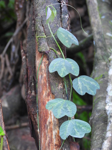 Passiflora trifasciata, photograph 2