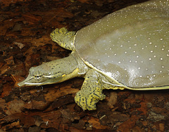 Apalone spinifera guadalupensis