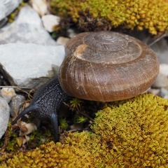 Paraegopis albanicus