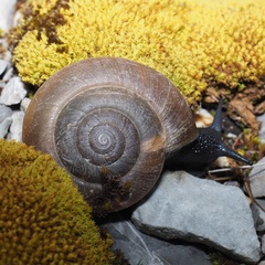 Paraegopis albanicus
