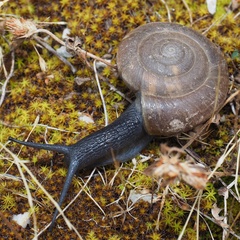 Paraegopis albanicus