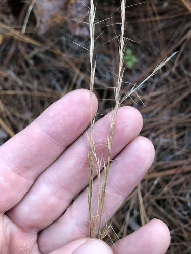 Wand-like Threeawn (Aristida virgata)