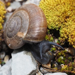 Paraegopis albanicus