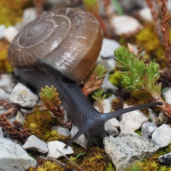 Paraegopis albanicus