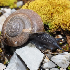 Paraegopis albanicus