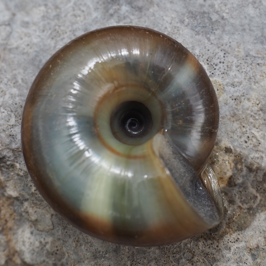 True Glass Snails