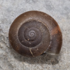 Paraegopis albanicus