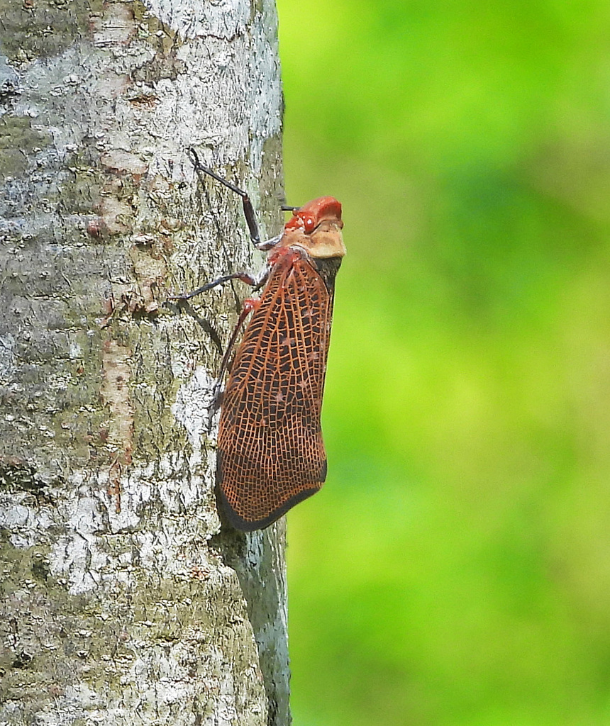 Amantia peruana