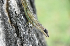 Anolis extremus