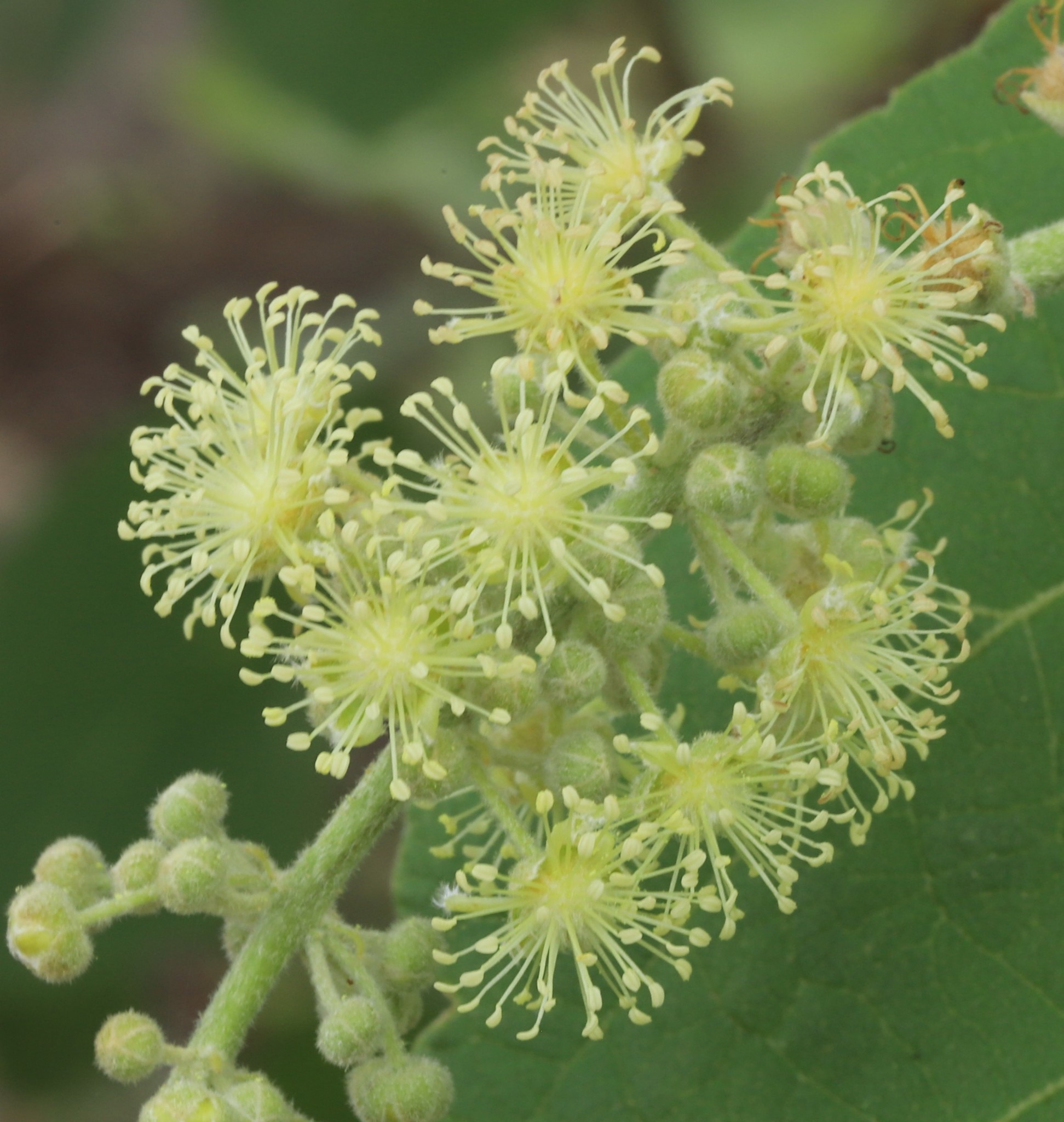 Croton arnhemicus