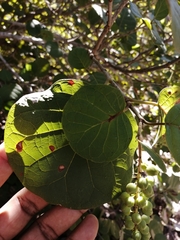 Coccoloba goldmanii
